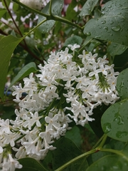 Syringa vulgaris