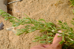 Tetraena microcarpa