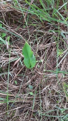 Pterygodium catholicum