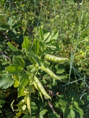 Vicia narbonensis
