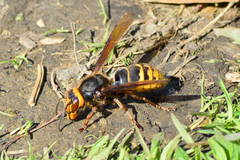 Vespa crabro altaica