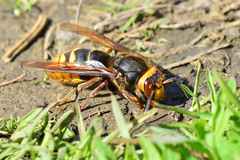 Vespa crabro altaica