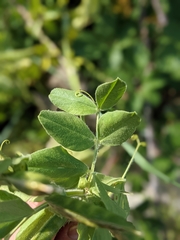 Vicia narbonensis