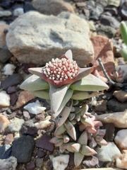 Crassula congesta