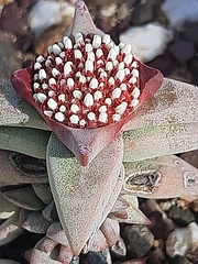 Crassula congesta