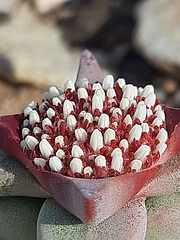 Crassula congesta