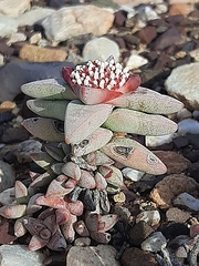 Crassula congesta