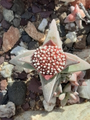 Crassula congesta