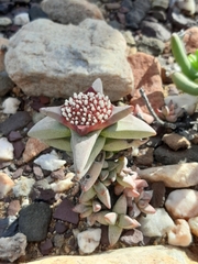 Crassula congesta