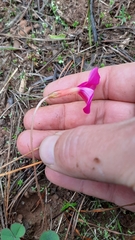 Oxalis eckloniana-nidulans