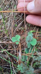 Oxalis eckloniana-nidulans