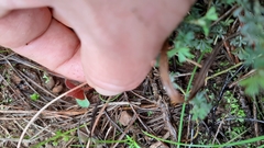 Oxalis eckloniana-nidulans