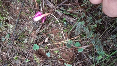 Oxalis eckloniana-nidulans