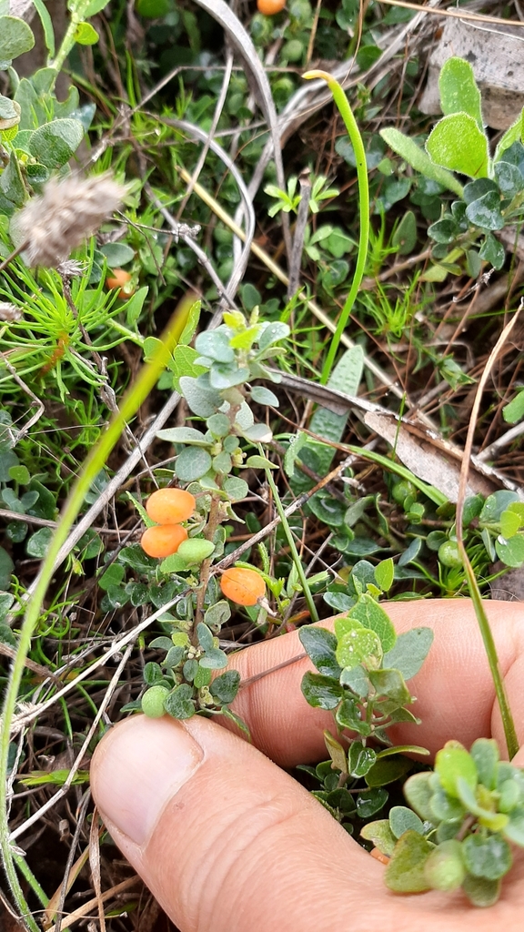 Cape Moonseed Vine from Vergesig, Cape Town, 7550, South Africa on June ...