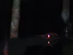 Congo Dwarf Crocodile photo 4
