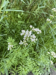 Valeriana officinalis officinalis