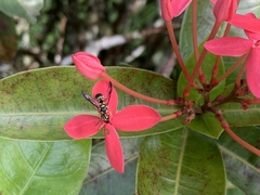 Stenodyneriellus guttulatus