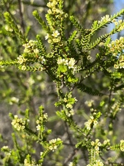 Micromyrtus littoralis