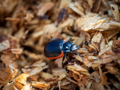 Chrysolina gypsophilae