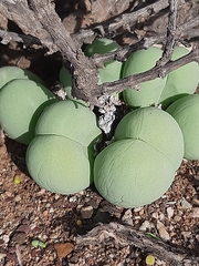 Gibbaeum heathii