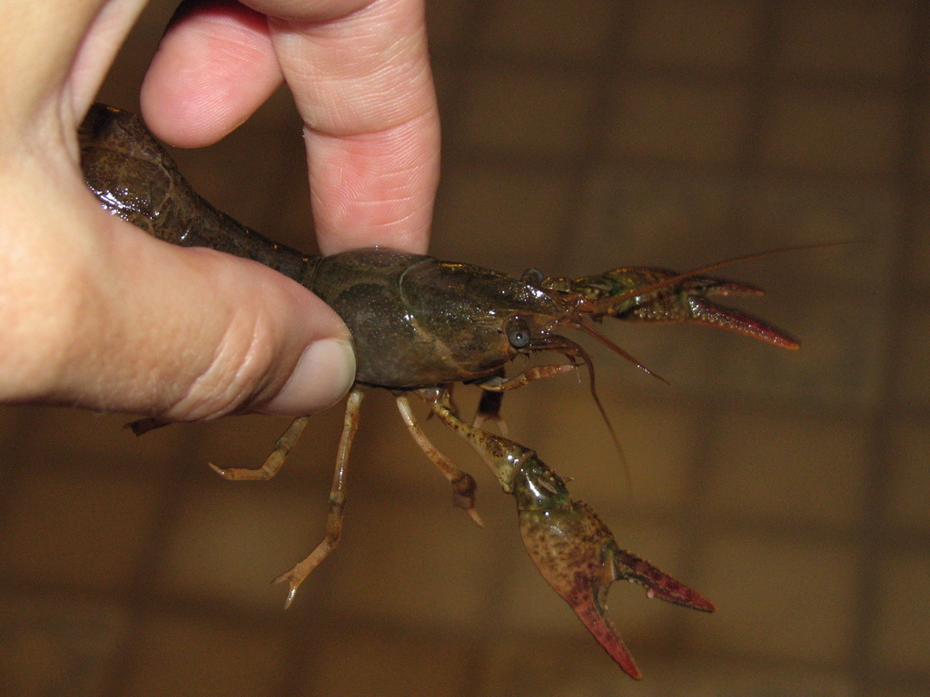 Devil Crawfish (Crayfishes and Shrimp of the Green River, KY