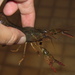 Calico Crayfish - Photo (c) Lisa Brown, some rights reserved (CC BY-NC)
