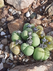 Gibbaeum heathii
