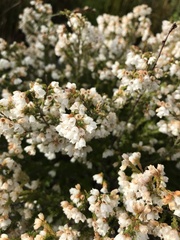 Erica capensis