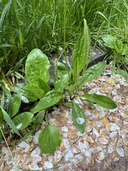 Plantago major