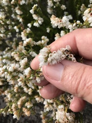 Erica capensis