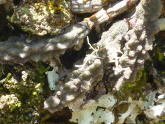 Dendrobium cucumerinum