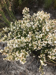 Erica capensis