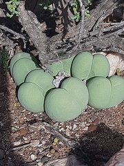 Gibbaeum heathii