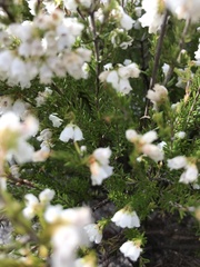 Erica capensis