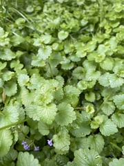 Glechoma hederacea