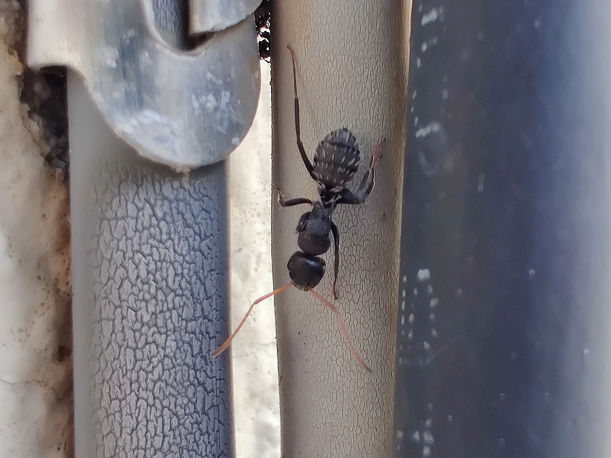 Camponotus grandidieri