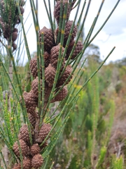 Allocasuarina zephyrea