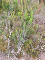Allocasuarina zephyrea