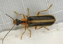 Podabrus brunnicollis