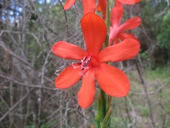 Watsonia angusta