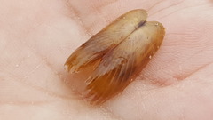 Solemya velum