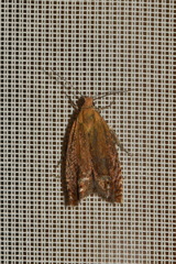 Lathronympha strigana