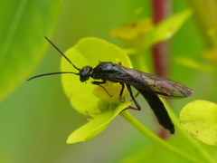 Phylloecus faunus