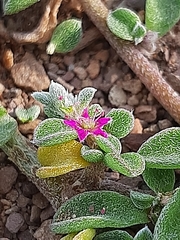Aizoon portulacaceum