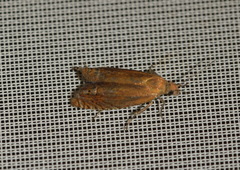 Lathronympha strigana