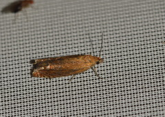Lathronympha strigana