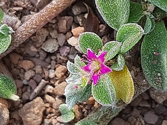 Aizoon portulacaceum