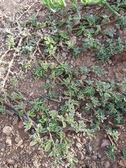 Aizoon portulacaceum