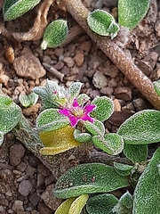 Aizoon portulacaceum
