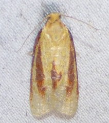 Sparganothis bistriata